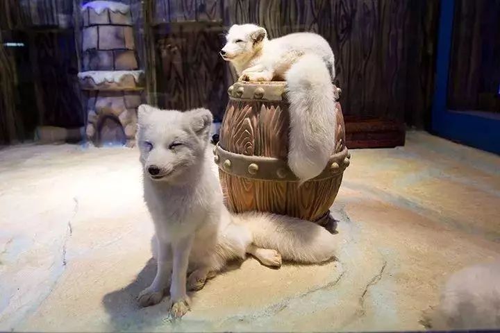 去看美人鱼咯，168元抢极地海洋世界一大一小超值套餐！