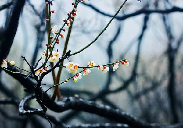 岁寒三友诗句松竹梅,关于梅兰竹菊和岁寒三友的诗句