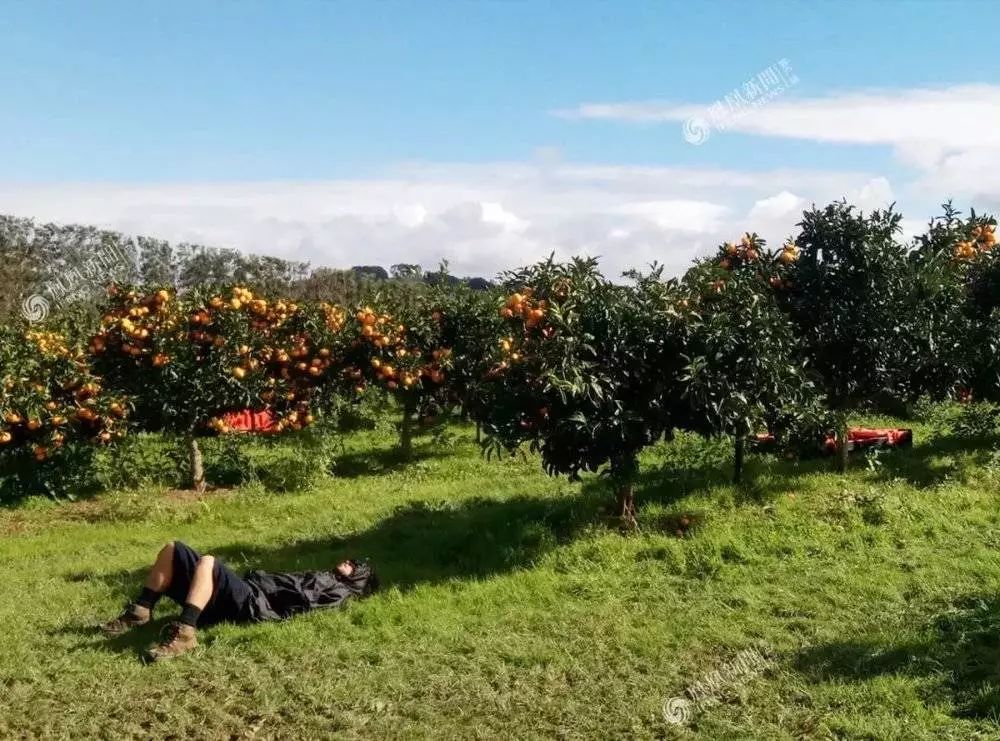 移民新西兰当工人,移民新西兰南部当农民