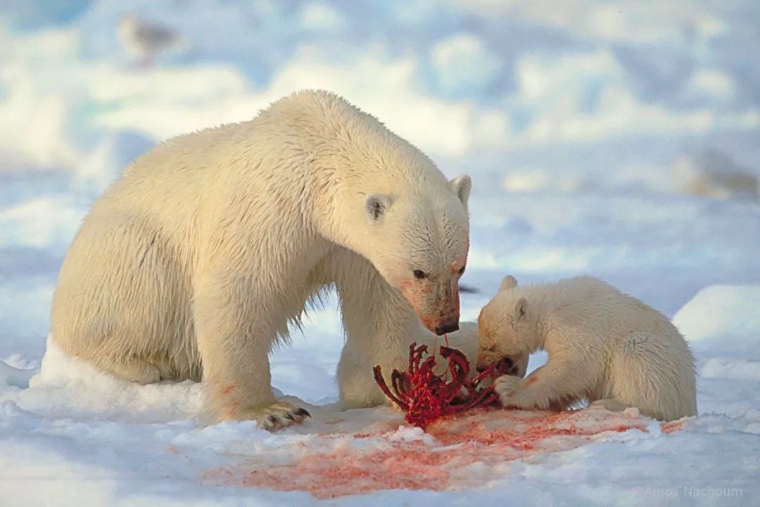 被北极熊追杀，抓拍鲨鱼咬向自己的瞬间……68岁摄影师玩命告诉你：为什么外国人这么少？