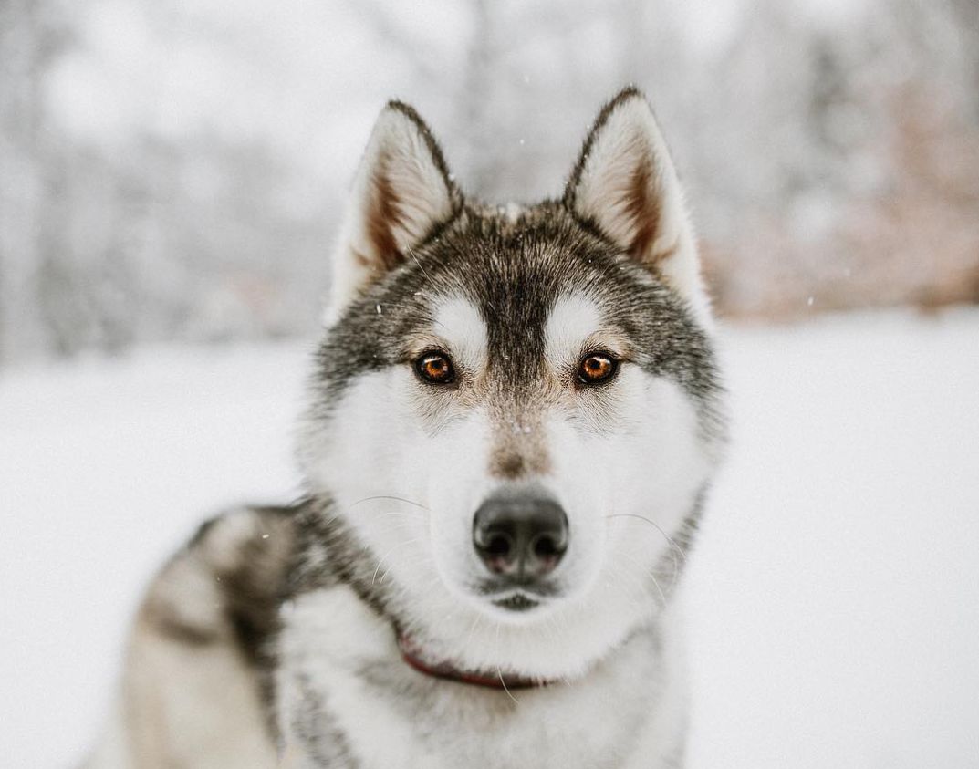 狗眼睛干眼症怎么治,狗得了干眼症怎么办