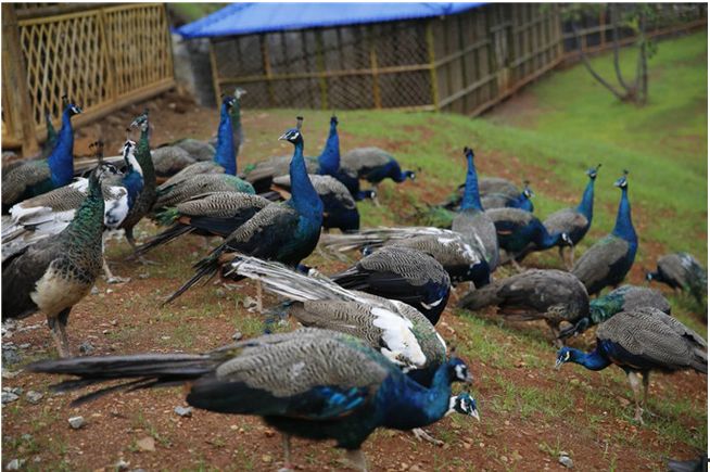 相约“世界彝都”六祖文化广场邀你玩转新春！