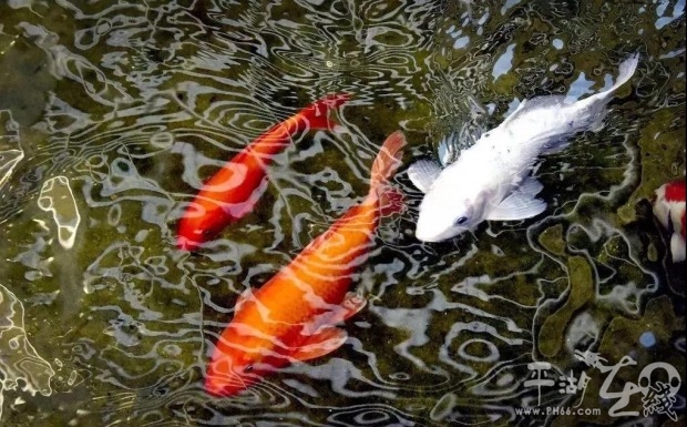 今天除夕逢“立春”，猪年“无春”！春节期间天气变化大，外出旅游请关注！