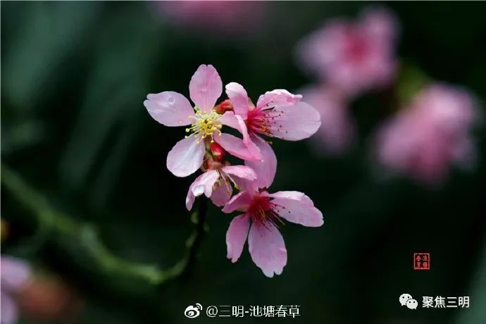 福建三明看樱花的地方,三明樱花在哪里