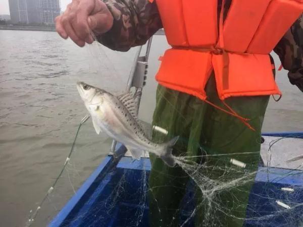 钱塘江禁渔期有多少公里长,钱塘江禁渔名单