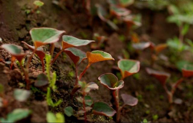 贵州的折耳根是什么味道,贵阳不吃折耳根还有什么好吃的