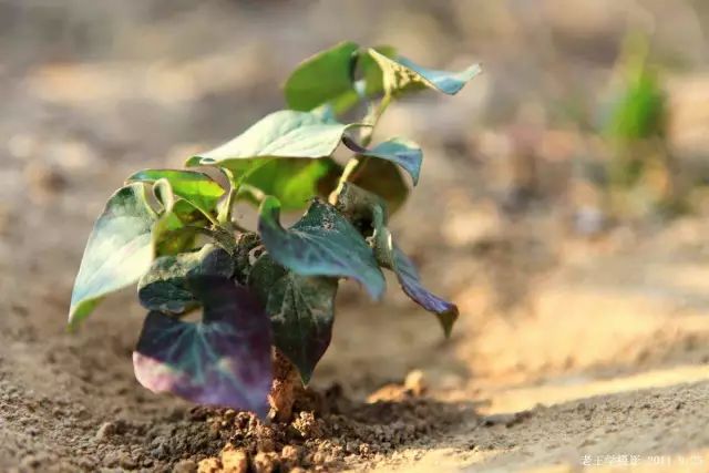 美食｜贵阳不光是辣味的，还有一种味道叫折耳根！