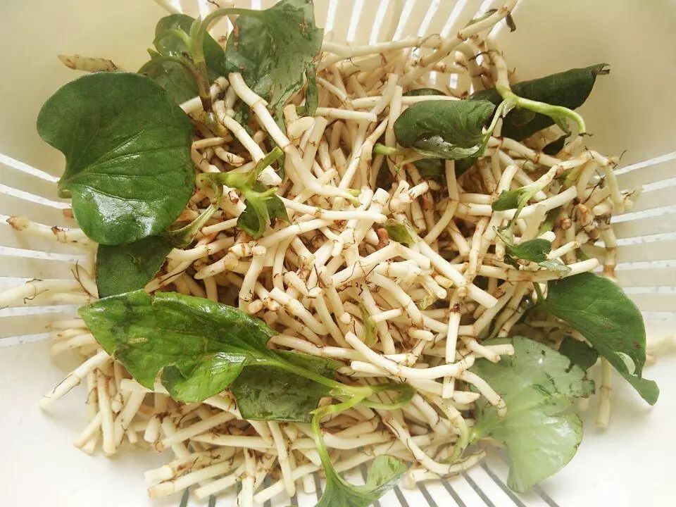 美食|贵阳不光是辣味的,还有一种味道叫折耳根!