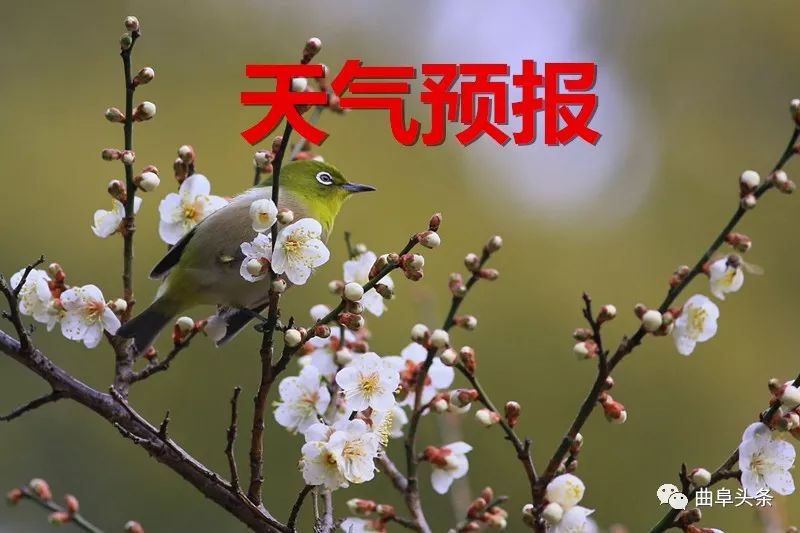 鑱氱劍涓夊啘绉嶆爲,鑱氱劍涓夊啘鑰曞湴