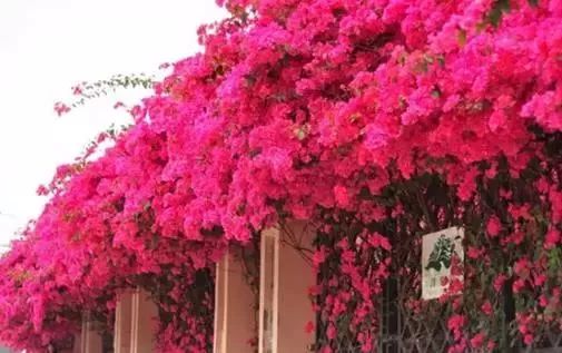 中山最美的免费公园,中山十大免费公园