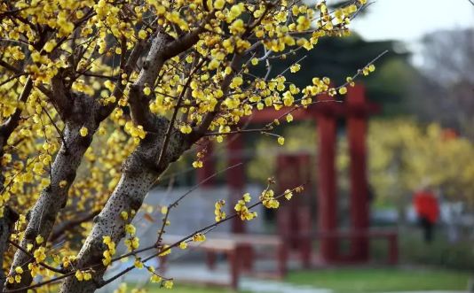 假期没玩够文旅,春节假期没有好好享受