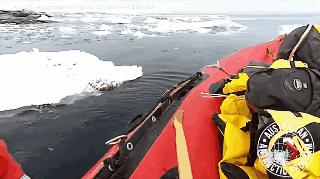 企鹅上岸一脸懵,企鹅跳到船上发现不对赶紧溜了
