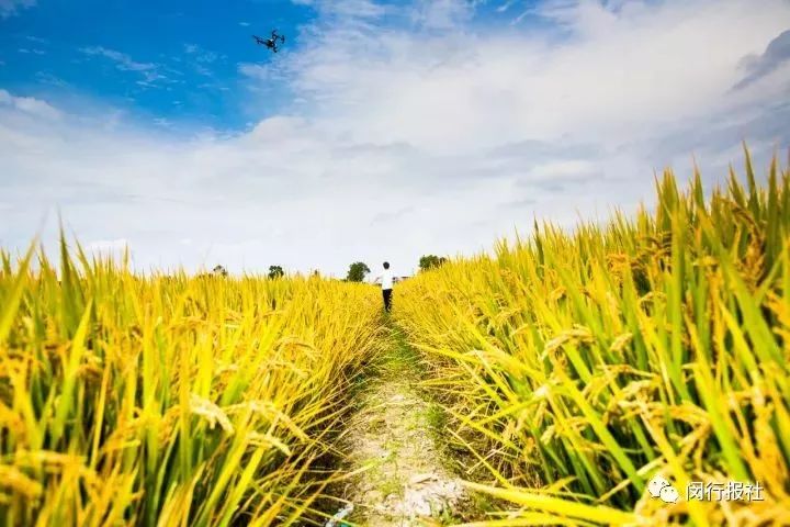 闵行马桥人工智能小镇最新进展,闵行马桥人工智能规划