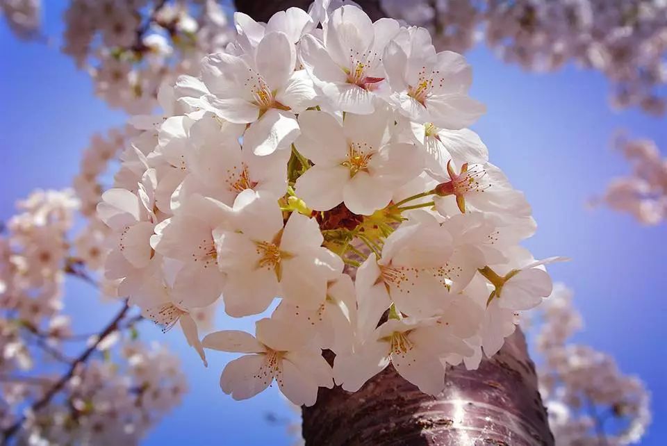 2019年日本樱花季日程表小众赏樱攻略！