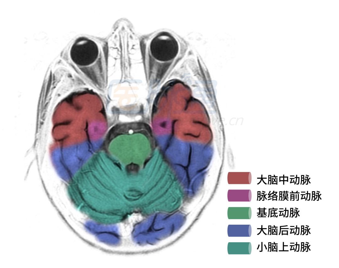 超详细脑供血系统解剖秒懂收藏级,脑动脉供血区域示意图图片