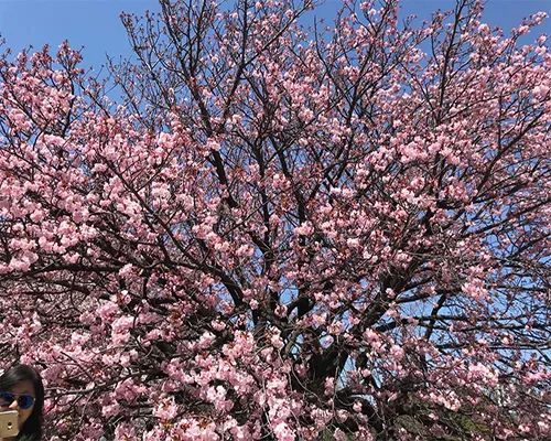 樱花季又来啦,樱花季来啦
