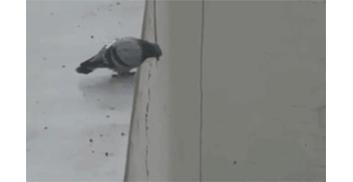 作为内蒙人，山羊这么牛的生物，竟然不了解？