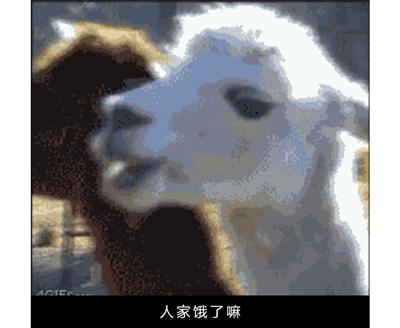 作为内蒙人，山羊这么牛的生物，竟然不了解？