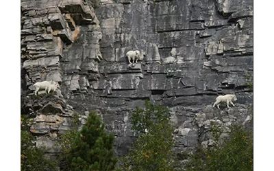 作为内蒙人,山羊这么牛的生物,竟然不了解?