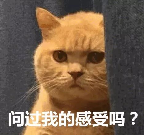 有人竟花1万给猫拉了双眼皮！网友炸锅：考虑过猫的感受吗？