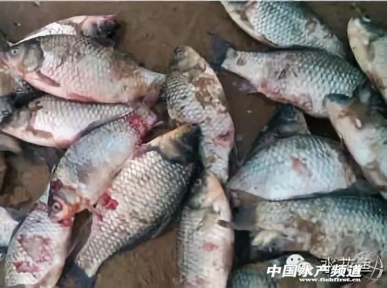 冬末初春，赤皮水霉及其并发症特别要注意