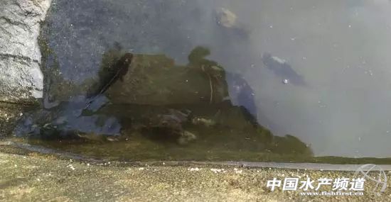 石斑鱼解剖与鱼病,养殖的石斑鱼大量死亡是什么病