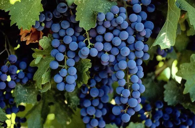 钃濈嫯搴勫洯姊呮礇绾㈣憽钀勯厭,闃冲厜涔嬪潯姊呮礇绾㈣憽钀勯厭