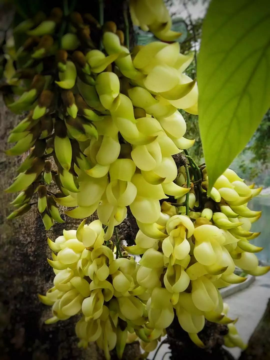 七星岩禾仙岛黄花铃木,七星岩黄花风铃四季变化