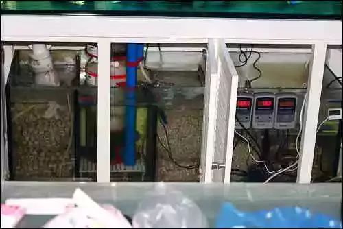 海缸珊瑚的饲养,海缸新手入门详细教程及注意事项