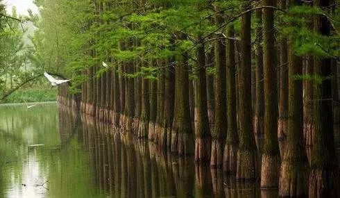 武汉六大湿地公园,百湖之市武汉