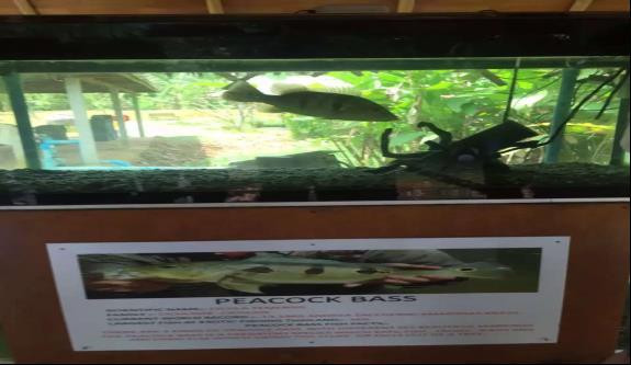 泰国艾克索公园巨物钓场,泰国巨物池钓鱼费用