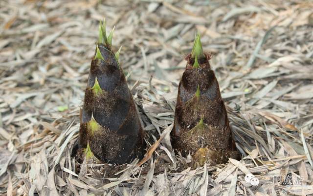 这是一份来自三明的“春天使用说明书”，请仔细阅读！