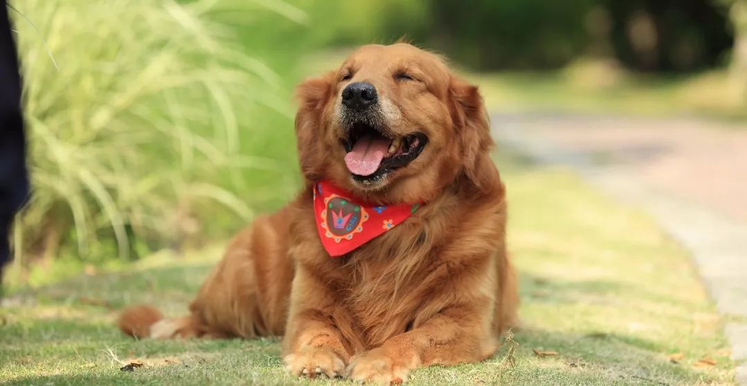 家养鹅当宠物需要注意什么,与宠物接触要注意什么