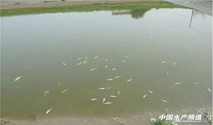 鱼苗放进鱼塘有少数死亡正常吗,放养鱼种要注意什么