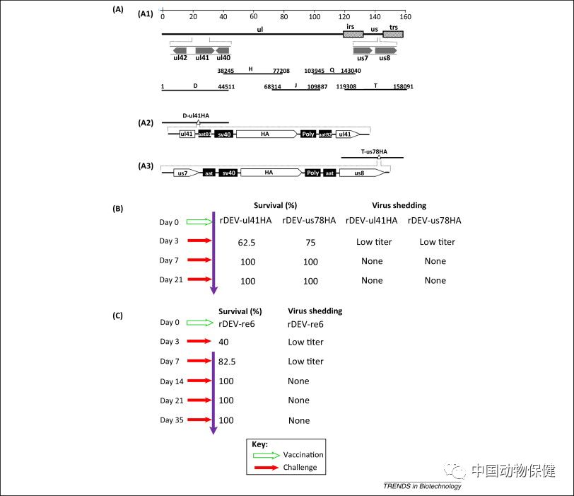 禽流感h5n1疫苗,中国最新禽流感疫苗