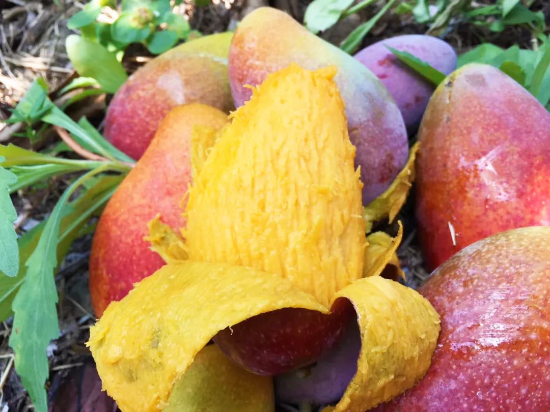 吃货推荐好吃的水果,香甜多汁海南贵妃应季水果