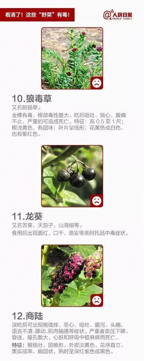 宿州野菜,挖野菜的视频火了