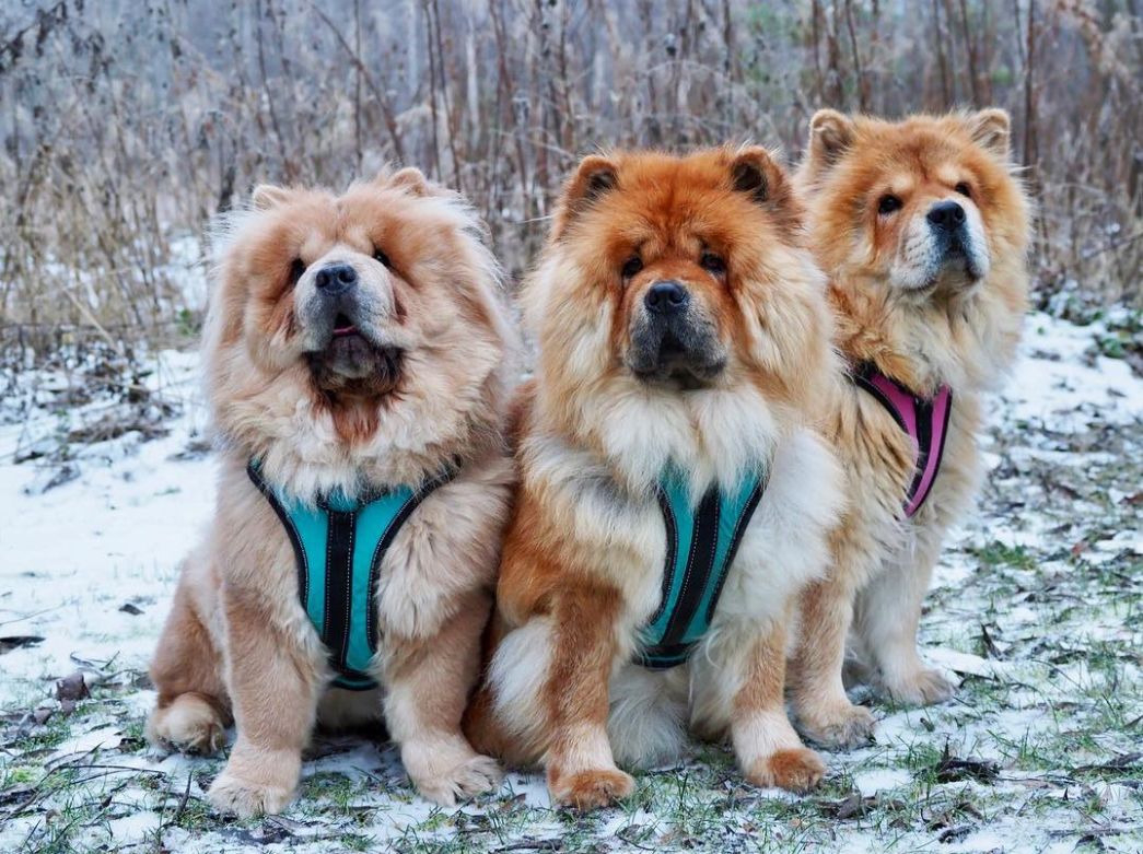 养好小型犬,养好一只狗不容易