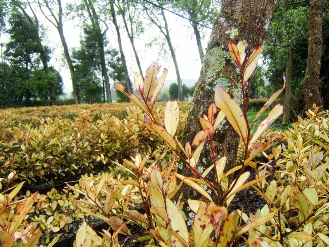 脚气清脚气专用乳膏,比较管用的脚气膏