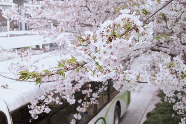 上海顾村公园赏樱花图片,全季顾村公园