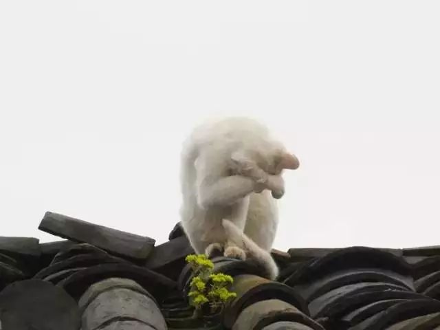 故宫屋顶上的神兽叫什么,故宫屋顶上神兽