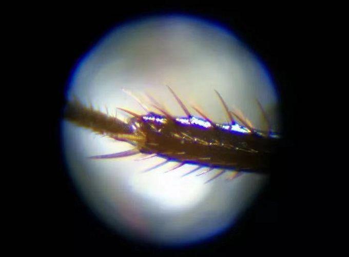 可以放大60倍的微小显微镜,显微镜最大可以放大5000倍