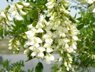 春天植树的方法,春天植树正当时