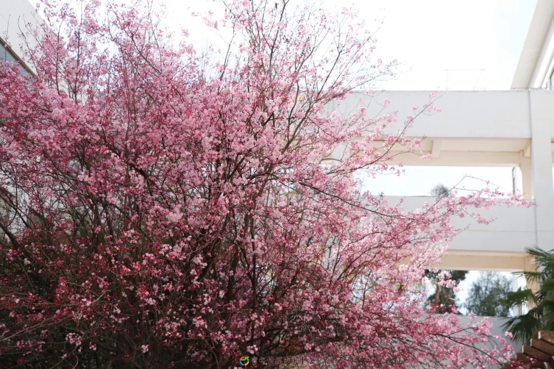 海棠与樱花的区别在哪里,海棠樱花桃花怎么区分