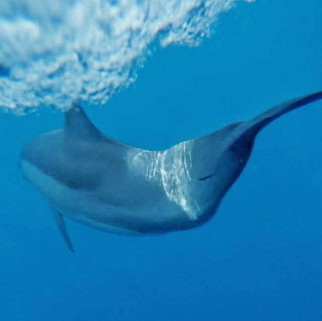 超美媳妇儿与你逃之夭夭大头强小蛮夭毛里求斯蜜月盛典~