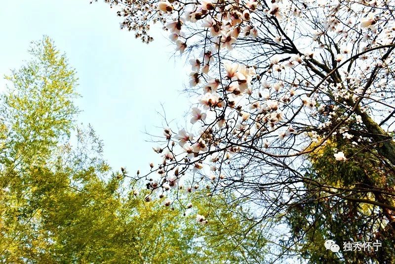 又到海螺望春花期，踏青赏花的可以约起了～