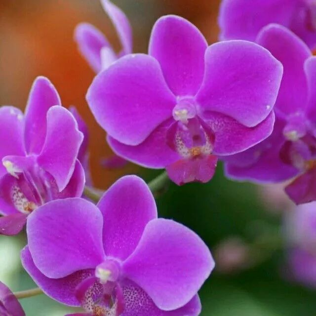 养的花有特别多小黑虫有什么办法,养花小黑飞怎么处理