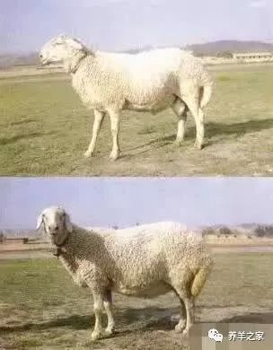 羊品种视频大全,福克羊品种大全