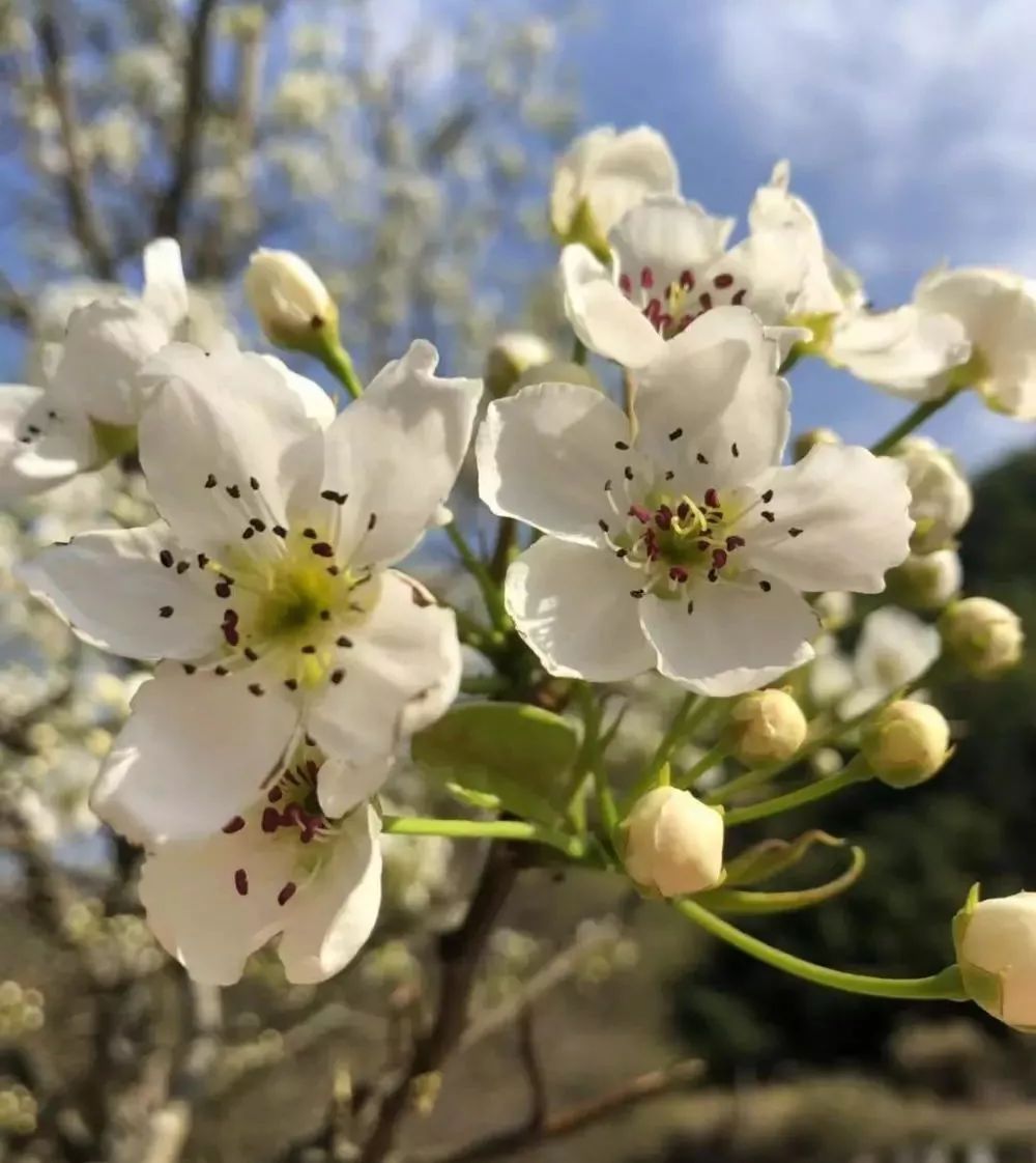 五一五府山蜜蜂谷,春游五龙山