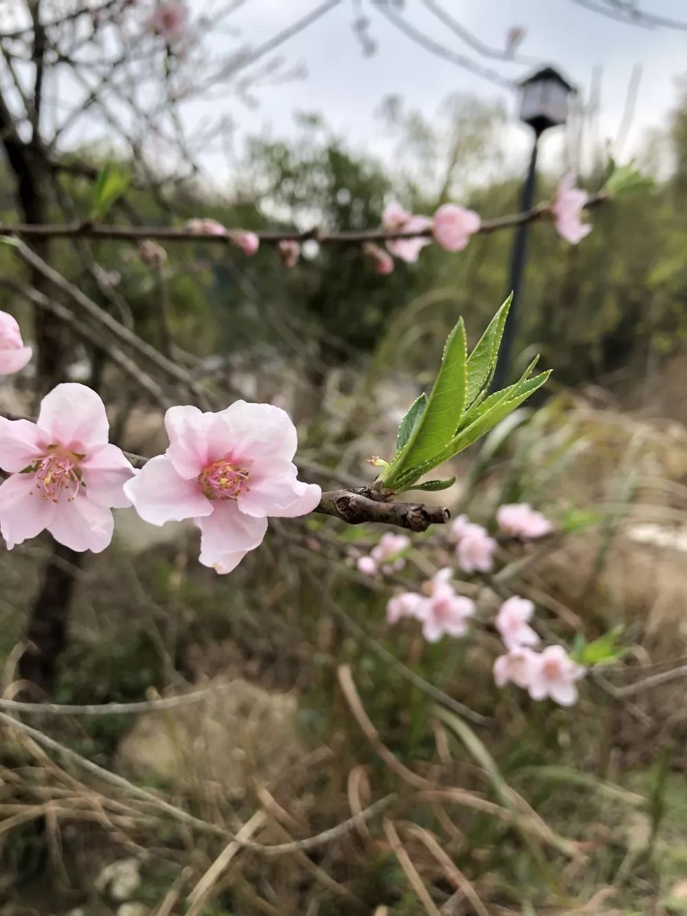 五一五府山蜜蜂谷,春游五龙山